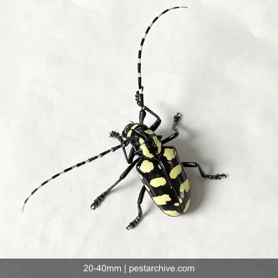 Citrus Longhorn Beetles (Asian longhorned beetle, ALB, Starry sky beetle) | pestarchive.com