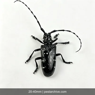 Citrus Longhorn Beetles (Asian longhorned beetle, ALB, Starry sky beetle) | pestarchive.com