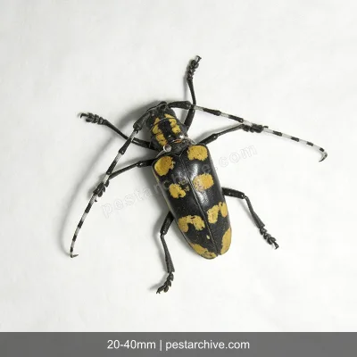 Citrus Longhorn Beetles (Asian longhorned beetle, ALB, Starry sky beetle) | pestarchive.com