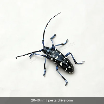 Citrus Longhorn Beetles (Asian longhorned beetle, ALB, Starry sky beetle) | pestarchive.com