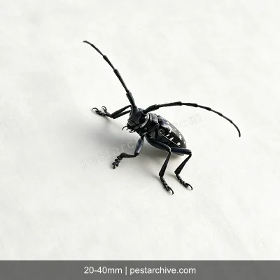 Citrus Longhorn Beetles (Asian longhorned beetle, ALB, Starry sky beetle) | pestarchive.com