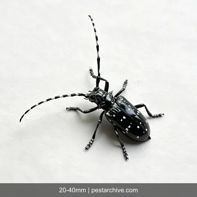 Citrus Longhorn Beetles (Asian longhorned beetle, ALB, Starry sky beetle) | pestarchive.com