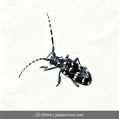Citrus Longhorn Beetles (Asian longhorned beetle, ALB, Starry sky beetle) | pestarchive.com