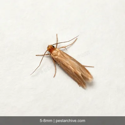 Clothes Moths (Webbing clothes moth, Common clothes moth) | pestarchive.com