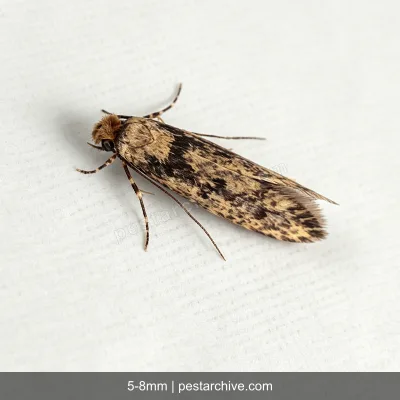 Clothes Moths (Webbing clothes moth, Common clothes moth) | pestarchive.com