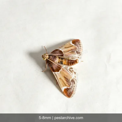 Clothes Moths (Webbing clothes moth, Common clothes moth) | pestarchive.com