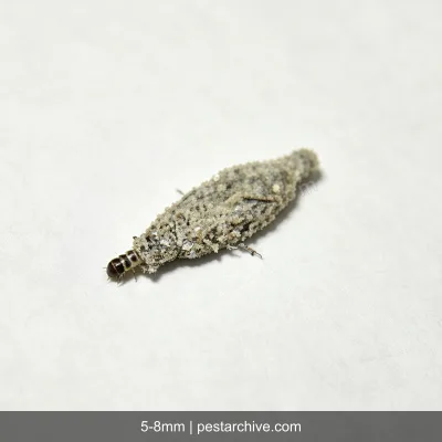 Clothes Moths (Webbing clothes moth, Common clothes moth) | pestarchive.com
