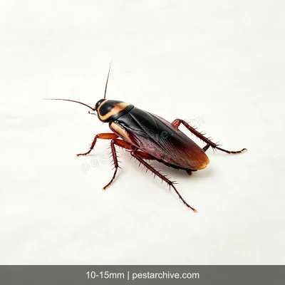 Cockroaches (German cockroach, American cockroach, Palmetto bug) | pestarchive.com