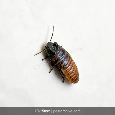 Cockroaches (German cockroach, American cockroach, Palmetto bug) | pestarchive.com