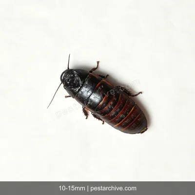Cockroaches (German cockroach, American cockroach, Palmetto bug) | pestarchive.com