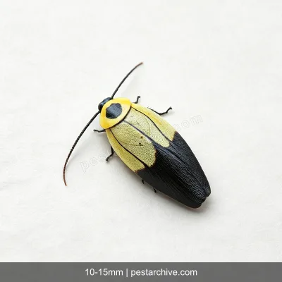 Cockroaches (German cockroach, American cockroach, Palmetto bug) | pestarchive.com