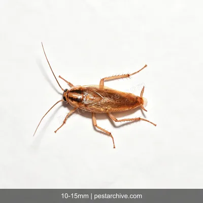 Cockroaches (German cockroach, American cockroach, Palmetto bug) | pestarchive.com