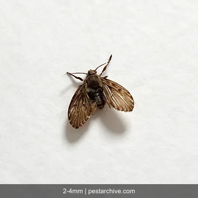 Drain Flies (Moth flies, Sewer flies, Filter flies) | pestarchive.com
