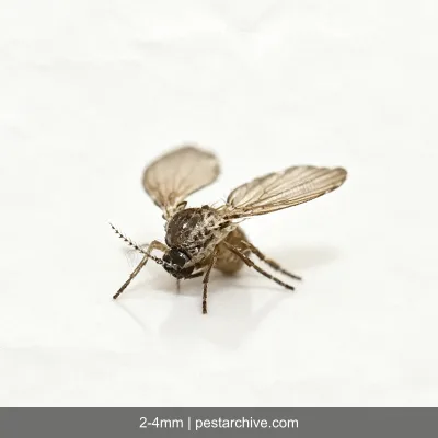 Drain Flies (Moth flies, Sewer flies, Filter flies) | pestarchive.com