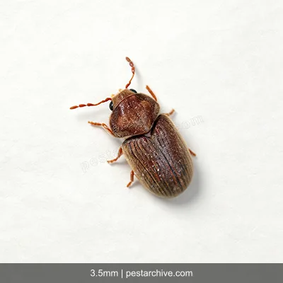 Drugstore Beetles (Biscuit beetle, Bread beetle, Herbarium beetle) | pestarchive.com