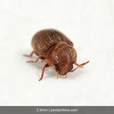 Drugstore Beetles (Biscuit beetle, Bread beetle, Herbarium beetle) | pestarchive.com