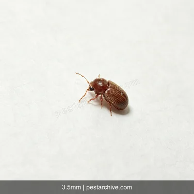 Drugstore Beetles (Biscuit beetle, Bread beetle, Herbarium beetle) | pestarchive.com