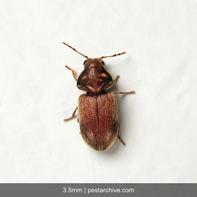 Drugstore Beetles (Biscuit beetle, Bread beetle, Herbarium beetle) | pestarchive.com