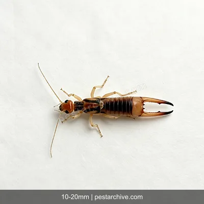 Earwigs (Pincher bug, European earwig) | pestarchive.com