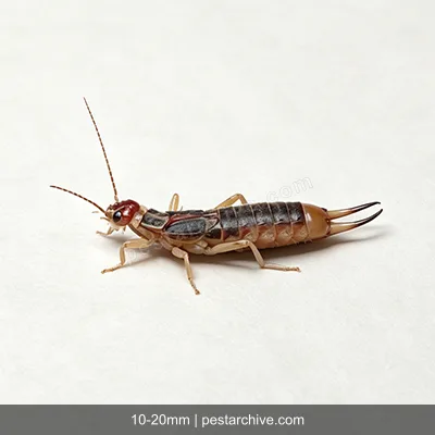 Earwigs (Pincher bug, European earwig) | pestarchive.com