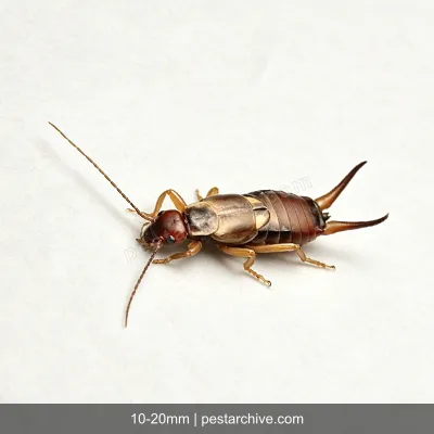 Earwigs (Pincher bug, European earwig) | pestarchive.com