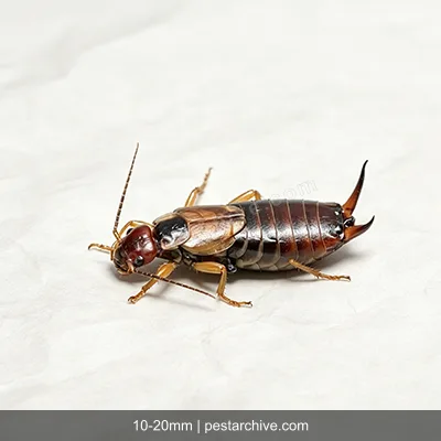 Earwigs (Pincher bug, European earwig) | pestarchive.com