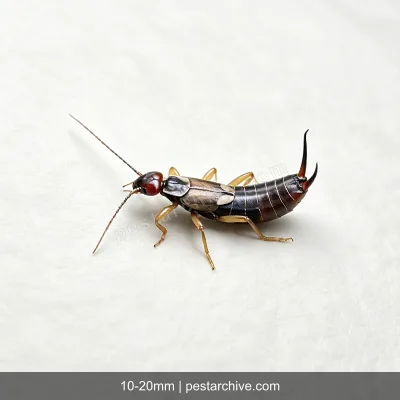 Earwigs (Pincher bug, European earwig) | pestarchive.com