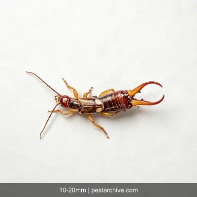 Earwigs (Pincher bug, European earwig) | pestarchive.com