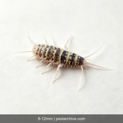 Firebrats (Hot silverfish, Kitchen bristletail) | pestarchive.com