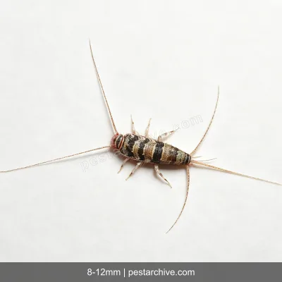 Firebrats (Hot silverfish, Kitchen bristletail) | pestarchive.com