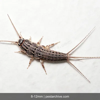 Firebrats (Hot silverfish, Kitchen bristletail) | pestarchive.com