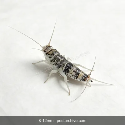 Firebrats (Hot silverfish, Kitchen bristletail) | pestarchive.com