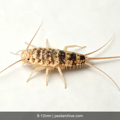 Firebrats (Hot silverfish, Kitchen bristletail) | pestarchive.com