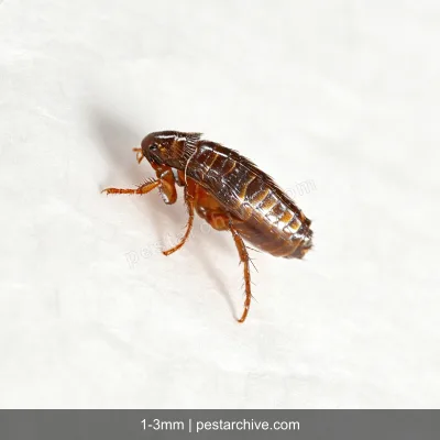 Fleas (Cat flea, Dog flea, Human flea) | pestarchive.com