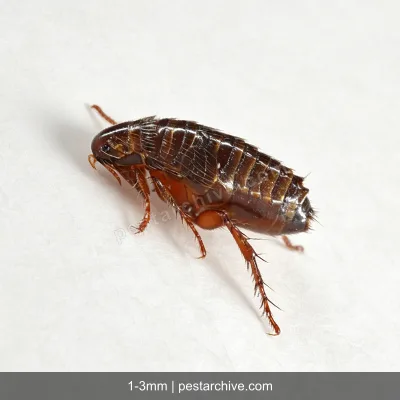Fleas (Cat flea, Dog flea, Human flea) | pestarchive.com