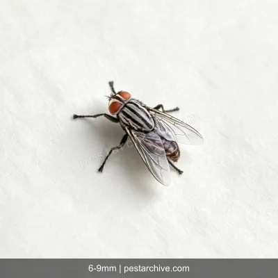 Flesh Flies (Grey flesh flies, Carrion flies) | pestarchive.com