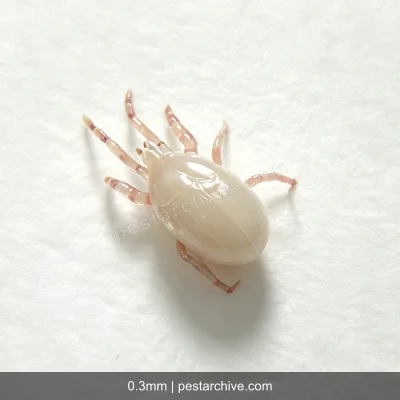 Flour Mites (Storage mites, Mould mites, Cheese mites) | pestarchive.com