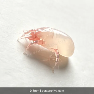 Flour Mites (Storage mites, Mould mites, Cheese mites) | pestarchive.com