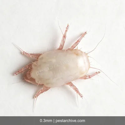 Flour Mites (Storage mites, Mould mites, Cheese mites) | pestarchive.com
