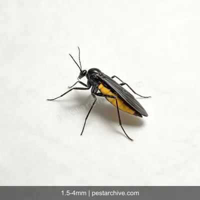 Fungus Gnats (Sciarid flies, Soil gnats) | pestarchive.com