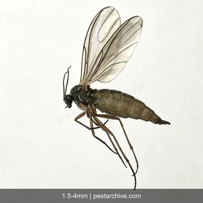 Fungus Gnats (Sciarid flies, Soil gnats) | pestarchive.com