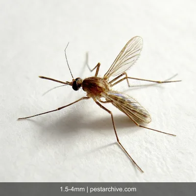Fungus Gnats (Sciarid flies, Soil gnats) | pestarchive.com