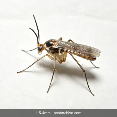 Fungus Gnats (Sciarid flies, Soil gnats) | pestarchive.com