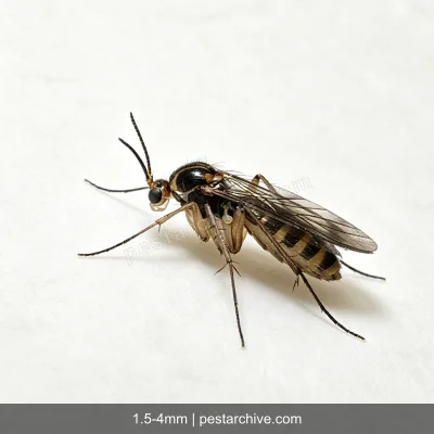 Fungus Gnats (Sciarid flies, Soil gnats) | pestarchive.com
