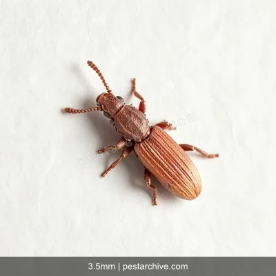 Grain Beetles (Red flour beetle, Confused flour beetle, Rusty grain beetle) | pestarchive.com
