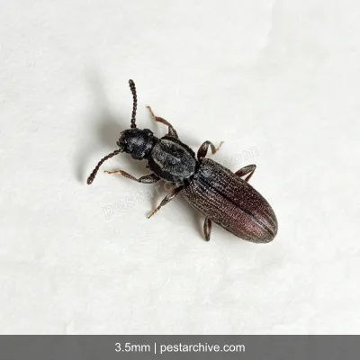 Grain Beetles (Red flour beetle, Confused flour beetle, Rusty grain beetle) | pestarchive.com