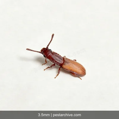 Grain Beetles (Red flour beetle, Confused flour beetle, Rusty grain beetle) | pestarchive.com