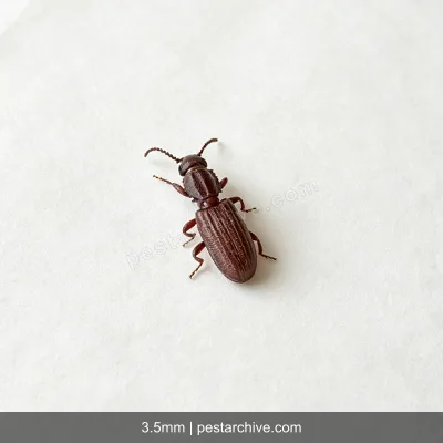 Grain Beetles (Red flour beetle, Confused flour beetle, Rusty grain beetle) | pestarchive.com