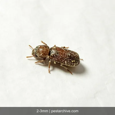 Grain Borers (Lesser grain borer, Australian wheat weevil) | pestarchive.com