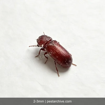 Grain Borers (Lesser grain borer, Australian wheat weevil) | pestarchive.com